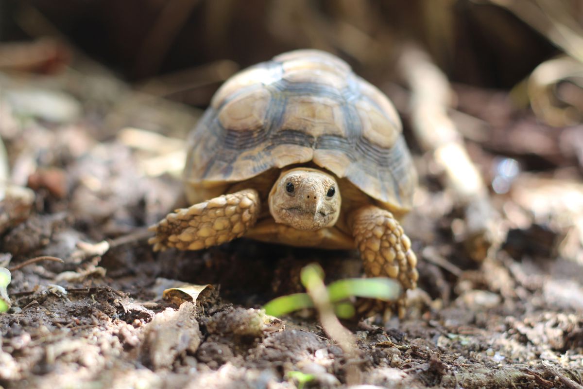 Daredevil Tortoise