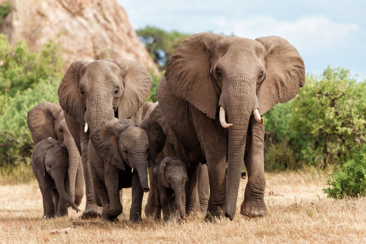 Elephants at San Diego Zoo forming protective circle around calves during earthquake