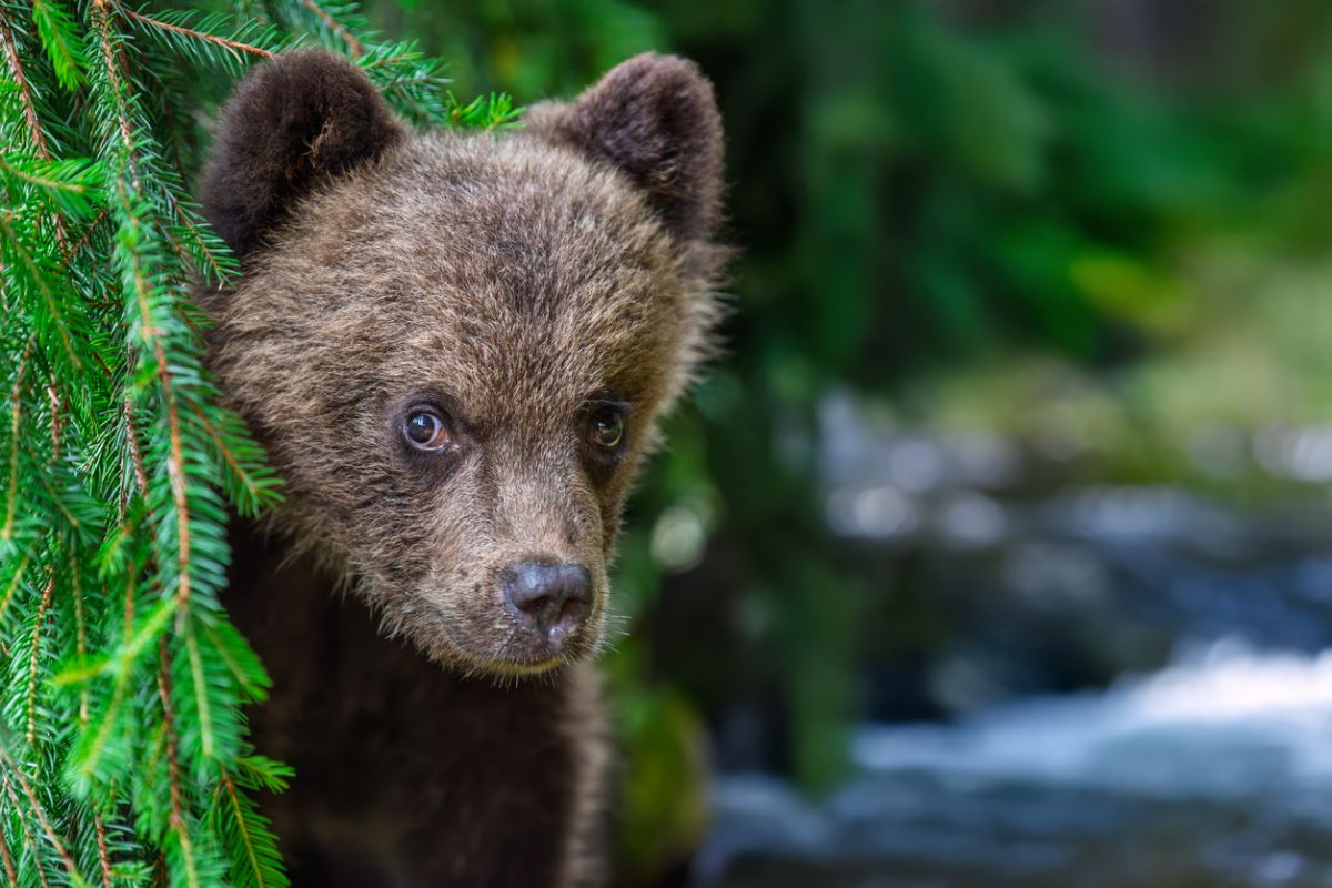 Abandoned Bear Cub Raised by Humans in Bear Suits