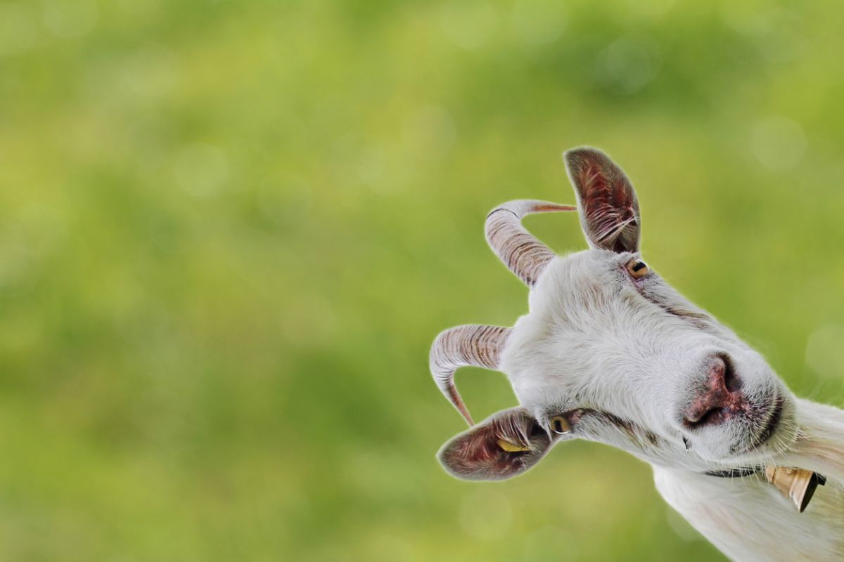 goat representing the outstanding warren buffett