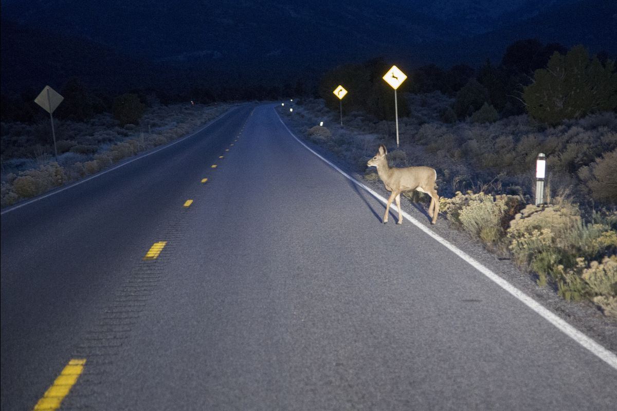 Deer crossing a dark rural road at night illuminated by headlights, symbolizing unexpected market risks
