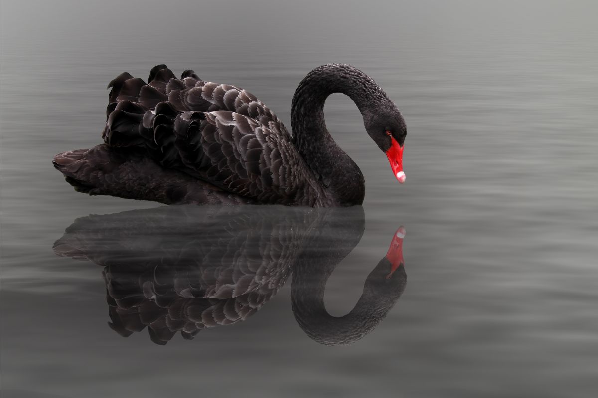 Black swan floating on water representing rare and unpredictable market events, symbolizing potential AI-driven economic disruptions.