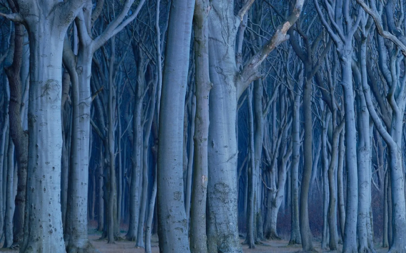 Trees