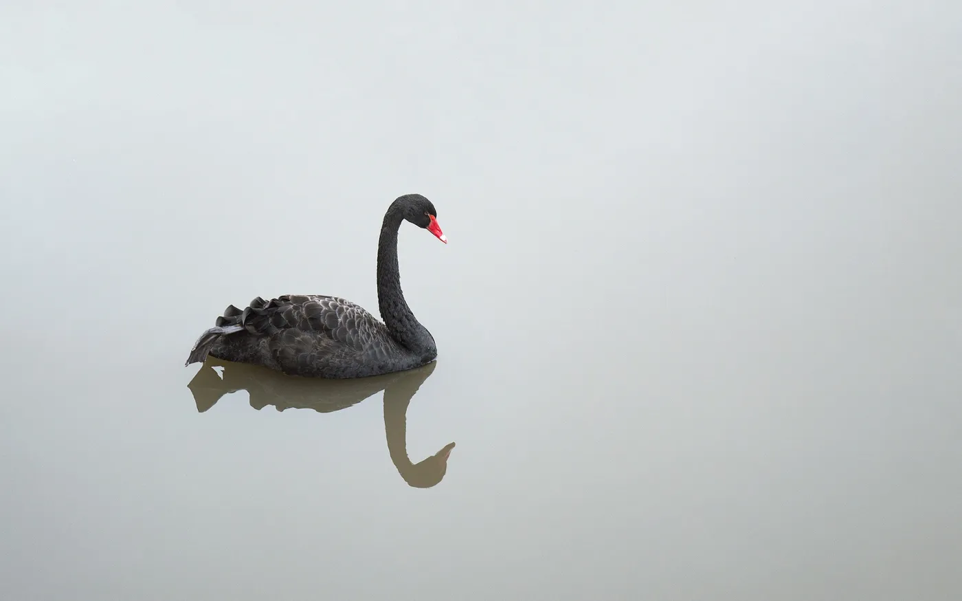 black-swan-2103586_1920