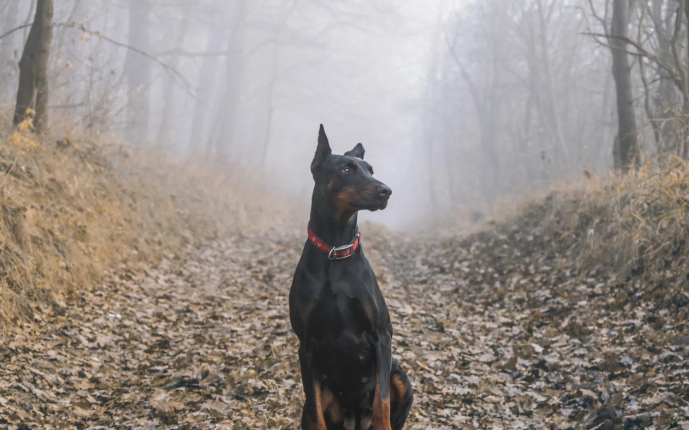 doberman-1177935_1920
