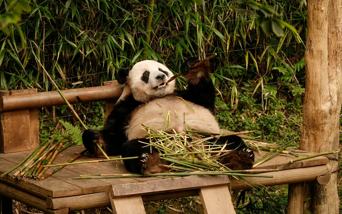 a panda bear sitting on top of a wooden platform by Hoyoun Lee courtesy of Unsplash.