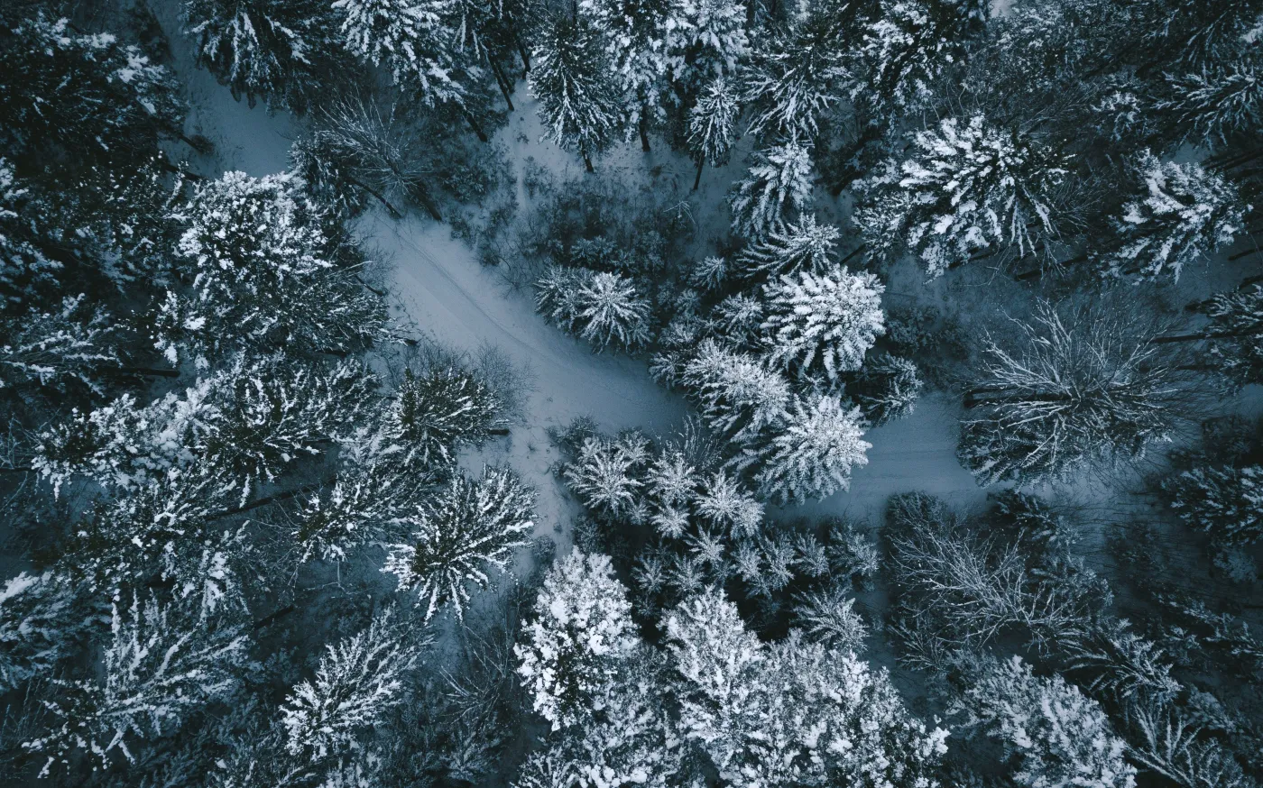 aerial photography on trees by Oliver Kiss courtesy of Unsplash.