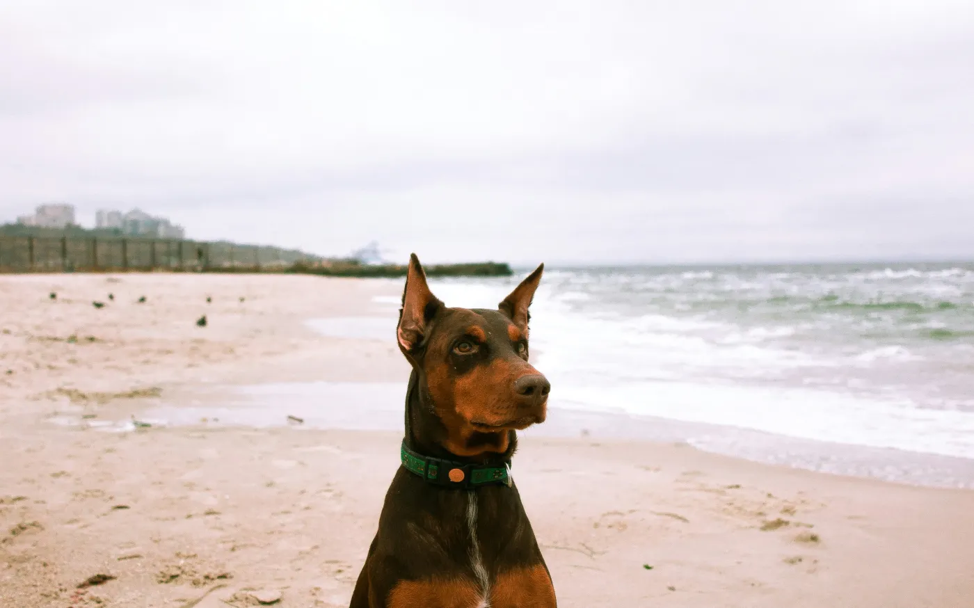 black and brown Doberman dog sitting on shore by Anna Kozakova courtesy of Unsplash.