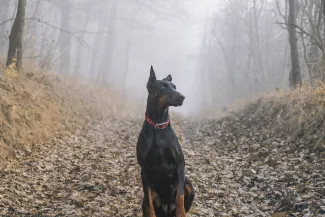 doberman-1177935_1920