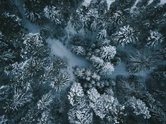 aerial photography on trees by Oliver Kiss courtesy of Unsplash.