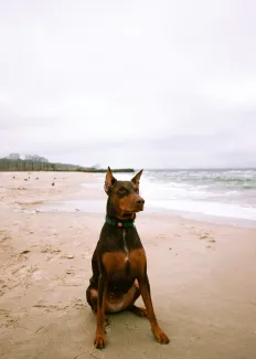 black and brown Doberman dog sitting on shore by Anna Kozakova courtesy of Unsplash.
